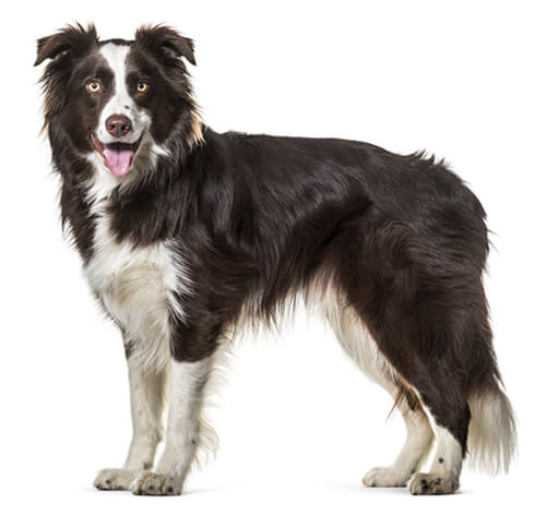 Border Collie Todas As Ra as De C es PURINA